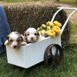 Australian Shepherds from Coosa Valley Australian Shepherds