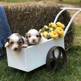 Australian Shepherds from Coosa Valley Australian Shepherds