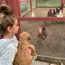 Australian Labradoodle Puppies from Integrity Labradoodles