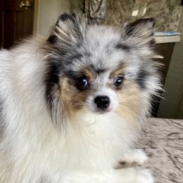 Pomeranians from North Florida Pomeranians