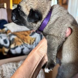 Girl 1 purple collar Sable - Fawn female Anatolian Pyrenees puppy in Clifton, Illinois from Mcginnis Guardian Dogs