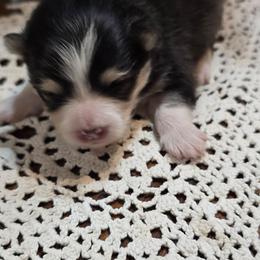 Noah - Tri-color male Pomsky puppy in Elgin, Oregon from Kenna'z Kuddly Pomskiez