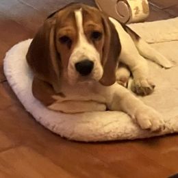 Archer - Black red and white male Beagle puppy in Huntington Beach, California from Epic Beagles