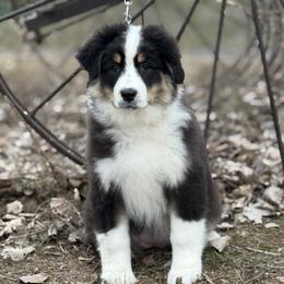 Queenbee - Black tri-color female Australian Shepherd puppy in Touchet, Washington from Northwest Rainbow Aussies and Golden Retrievers