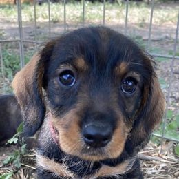 Dachshunds from South Texas Teckels
