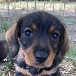 Dachshunds from South Texas Teckels