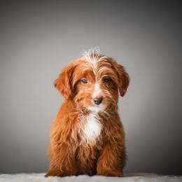 Lime - Red male Bernedoodle puppy in Caldwell, Idaho from Boise Doodle Co.