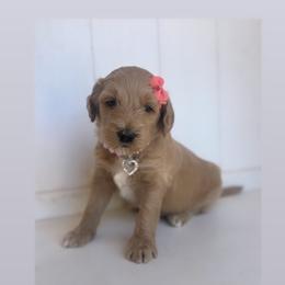 Hope - Cream female Goldendoodle puppy in Waterford, California from Alvdoodles