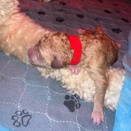 Chief - Apricot male Goldendoodle puppy in Prosperity, Pennsylvania from Stelladoodles & Company