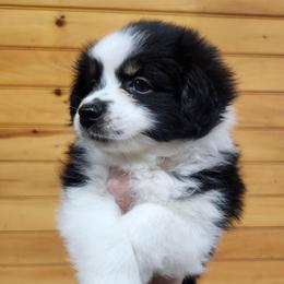 Dottie girl 6 - Black tri female Miniature Australian Shepherd puppy in Hampton, Tennessee from TC Farms Stock Dogs - Miniature Australian Shepherds