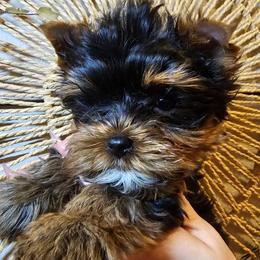 Rori - Black and tan male Yorkshire Terrier puppy in Moses Lake, Washington from Harmony Hills Yorkies