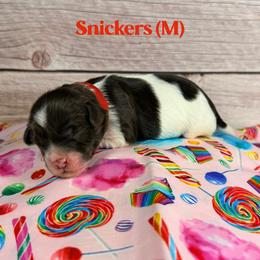 Snickers - Chocolate male Australian Labradoodle puppy in Silver Spring, Maryland from Potomac Australian Labradoodles