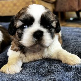 Shih Tzu Puppies from Meihem Pups