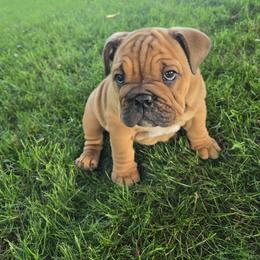 Winnie - Red female Bulldog puppy in Oxford, Pennsylvania from Grace's Bulldogs