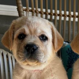 Labrador Retriever Puppies from Suebel Labradors South