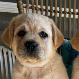 Labrador Retriever Puppies from Suebel Labradors South
