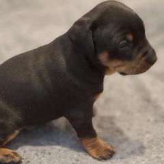 German Pinscher puppies from Renlim German Pinschers