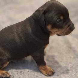German Pinscher puppies from Renlim German Pinschers
