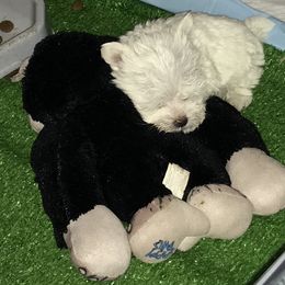 Maltese Puppies from Emotional Amor Support