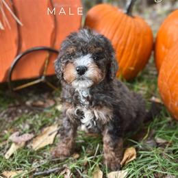 Brandon - Blue merle male Bernedoodle puppy in Glenwood, New Mexico from Brush Fire Doodles