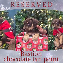 Bastion - Chocolate male Great Dane puppy in Roseau, Minnesota from UNDAD'S KENNELS