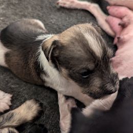 Miniature Schnauzer Puppies from Mississippi Mini Schnauzers