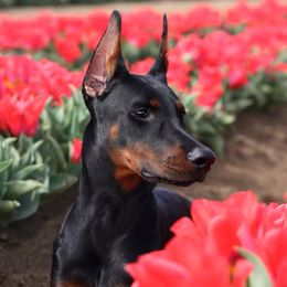 Doberman Pinschers from Gran Valor Dobermans