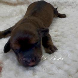 Crimson - Dapple male Dachshund puppy in Jena, Louisiana from Amy’s Mini Doxies