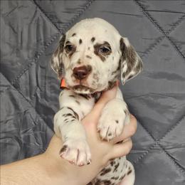 Orange boy - White and black male Dalmatian puppy in New Straitsville, Ohio from Woofter Dalmatians