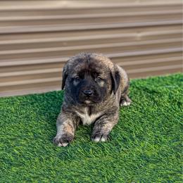 Green collar - Brindle female Anatolian Shepherd Dog puppy in Spokane, Washington from 4D Cattle Dogs