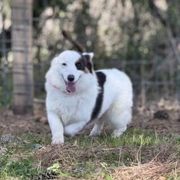 Echo - Pembroke Welsh Corgi