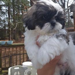 Bruno 6th born - Tricolor male Shih Tzu puppy in Havelock, North Carolina from Sugar Paws Heavenly Shih Tzu’s