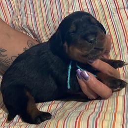 Strike - Black and mahogany male Rottweiler puppy in Crothersville, Indiana from The Solid Rock Kennel