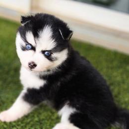Hulk - Black and white male Pomsky puppy in Fredericksburg, Virginia from Purely Pomskies