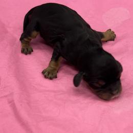 Flopsy - Black and tan female Cavalier King Charles Spaniel puppy in Burke, New York from Patti’s Puppies