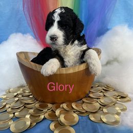 Bernedoodle Puppies from PNW Sheepies and Doodles