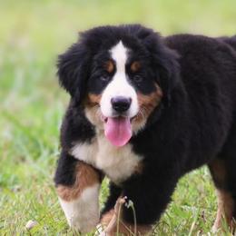 Bernese Mountain Dogs from High Desert Bernese
