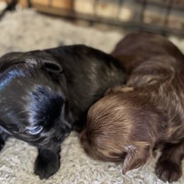 Maltipoo Puppies from Boujee Life Depot