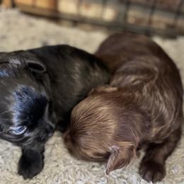 Maltipoo Puppies from Boujee Life Depot