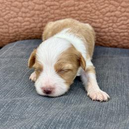Sally - Red female Bernedoodle puppy in Springville, Utah from Oodles of Bernedoodles