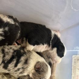 Border Collie Puppies from Janese's Border Collies