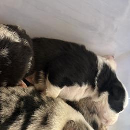 Border Collie Puppies from Janese's Border Collies