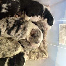 Border Collie Puppies from Janese's Border Collies