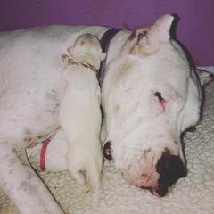 Dogo Argentino and Greyhound Puppies from Wayward Kennels