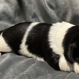 Shih Tzus from Richmond Pups