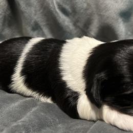 Shih Tzus from Richmond Pups