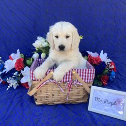Boy 3 Purple (Kona) - Light golden Golden Retriever puppy in Pacheco, California from One Thousand Tails