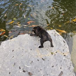 Boxer Puppies from Winchester Boxers