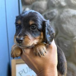Black Collar Longhair - Black and tan male Dachshund puppy in Cottonwood, California from Circle C Farm