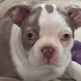 Boy 1 - Boston Terrier puppy from Bill's Boston Babies